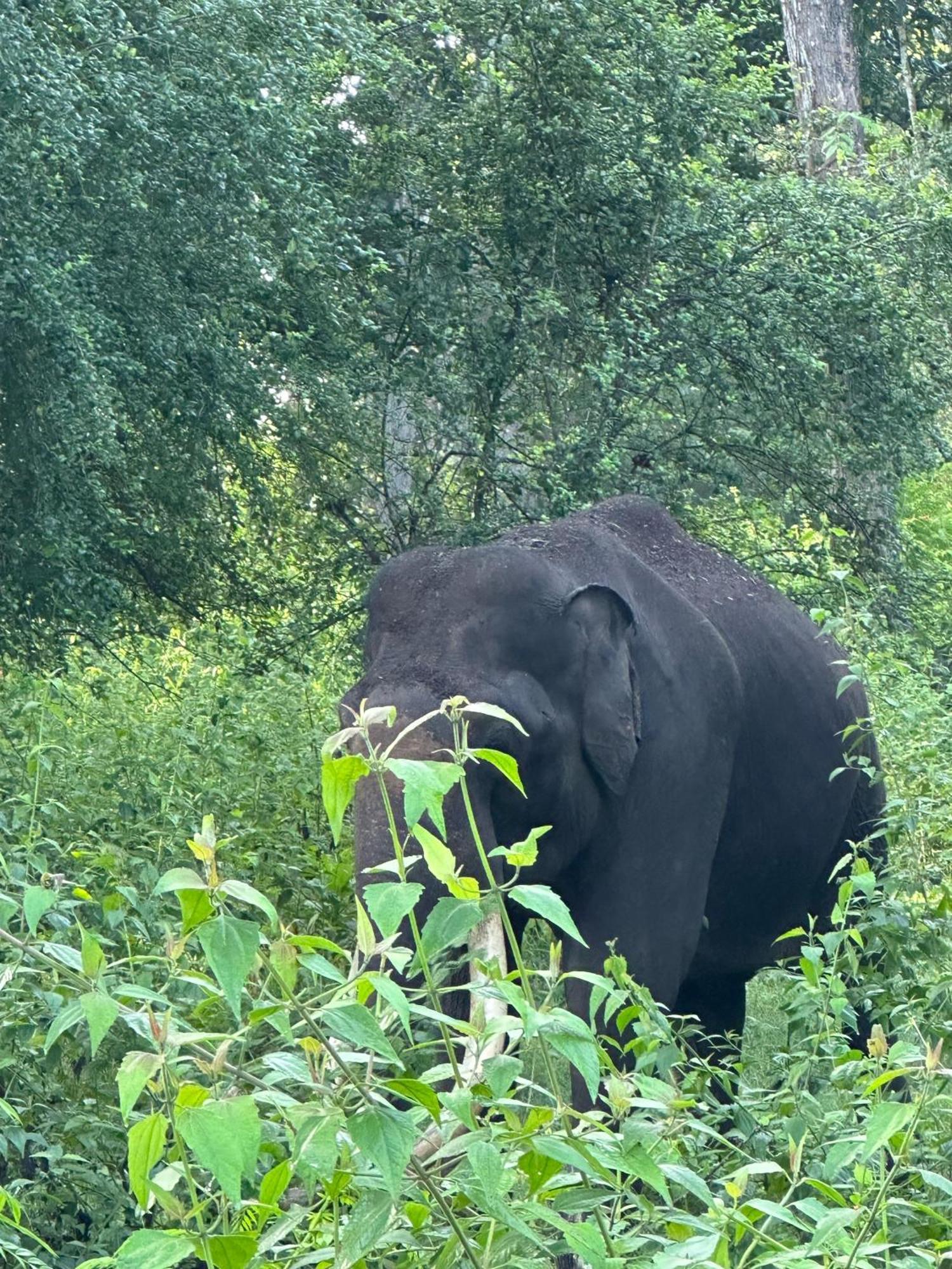 Angels Nest Home Stay 2 Acra Private Plantation Mountain Area Balconey Sunrice View Nearby Ngarhole Wild Life , Tholpetty Wild Life , Pakshipathalam Bird Santuary , Kuruva Island # Thirunelly & Thrissilery Temple Near By Secure Stay Wayanad Kerala Chegat ภายนอก รูปภาพ