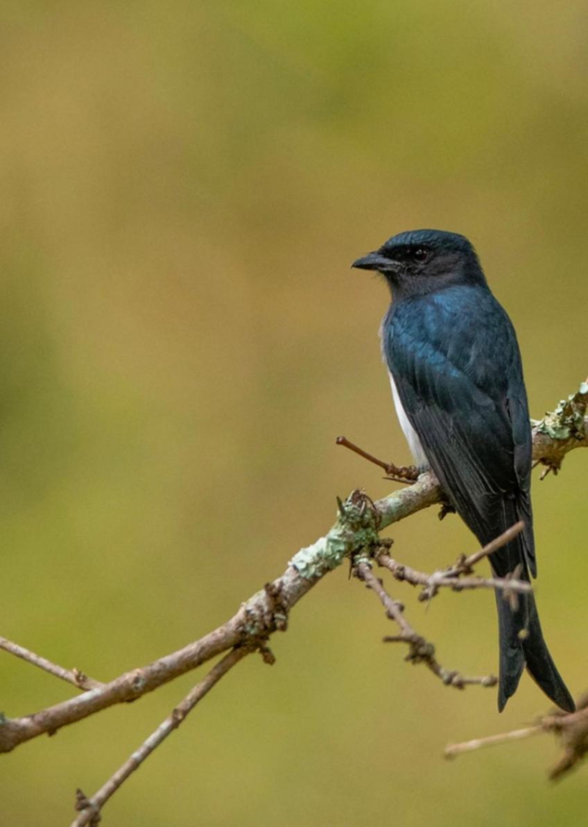 Angels Nest Home Stay 2 Acra Private Plantation Mountain Area Balconey Sunrice View Nearby Ngarhole Wild Life , Tholpetty Wild Life , Pakshipathalam Bird Santuary , Kuruva Island # Thirunelly & Thrissilery Temple Near By Secure Stay Wayanad Kerala Chegat ภายนอก รูปภาพ