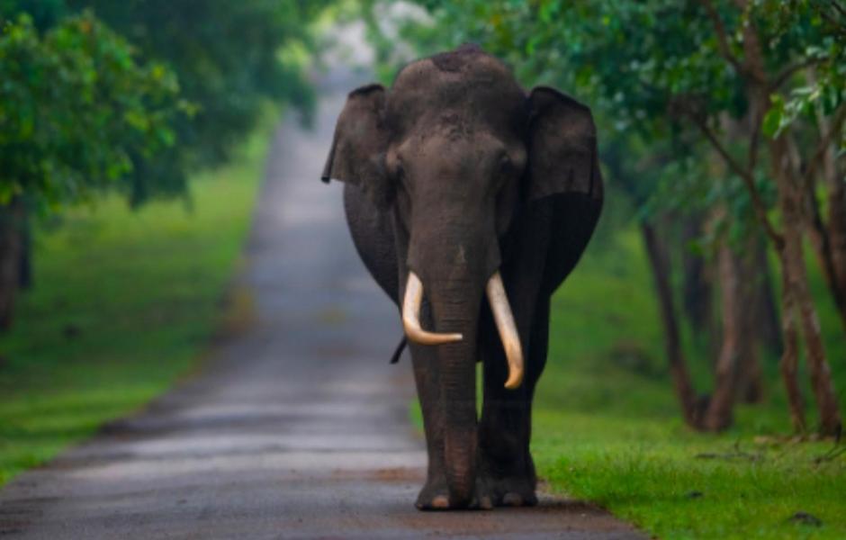 Angels Nest Home Stay 2 Acra Private Plantation Mountain Area Balconey Sunrice View Nearby Ngarhole Wild Life , Tholpetty Wild Life , Pakshipathalam Bird Santuary , Kuruva Island # Thirunelly & Thrissilery Temple Near By Secure Stay Wayanad Kerala Chegat ภายนอก รูปภาพ
